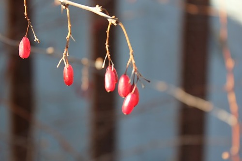 Feb19_bbrc