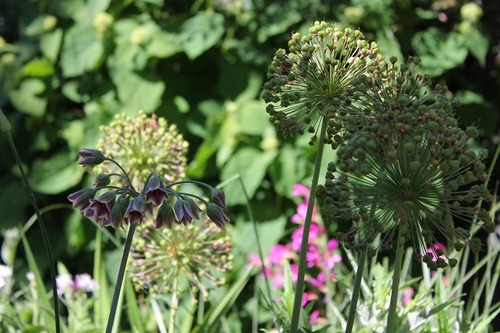 June12_alliums