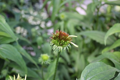 July10_echinacea