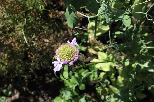 Aug24_scabiosa