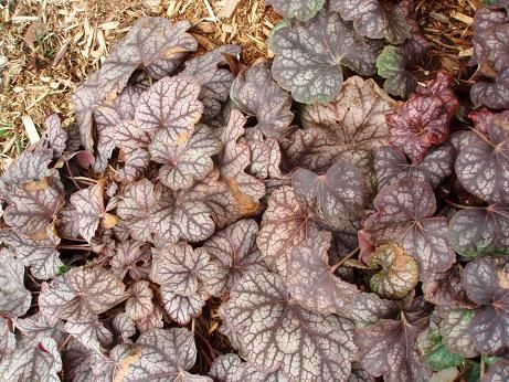 03172012_heuchera2