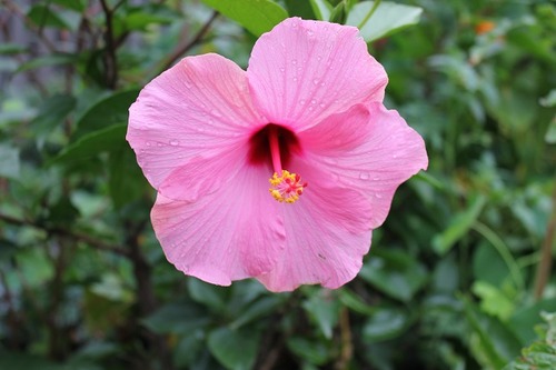 Sept13_hibiscus