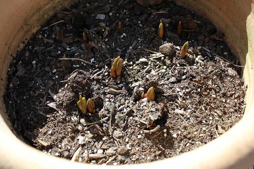 March30_tulips