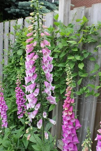 June22_digitalis3