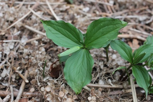 Apr29_trillium2