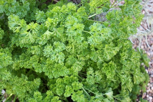 Nov1_parsley