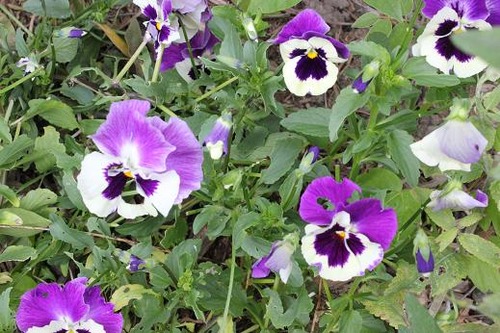 Aug5_pansies