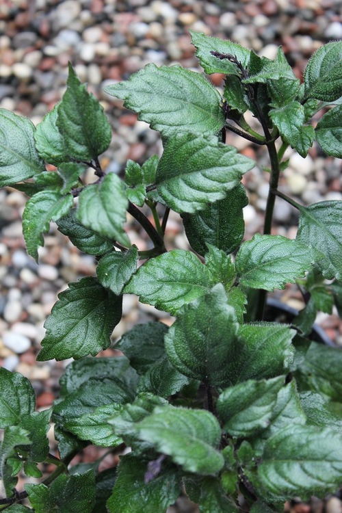 May21_salvia1