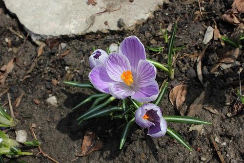 April13_crocus3