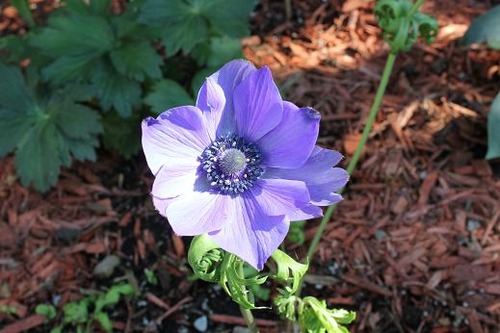 Aug25_anemone