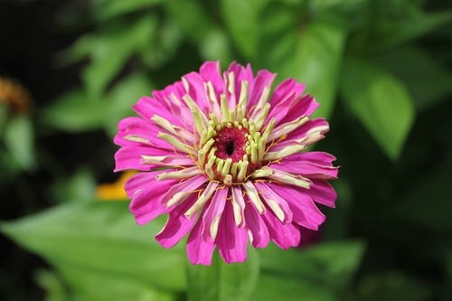 Sept14_zinnia3