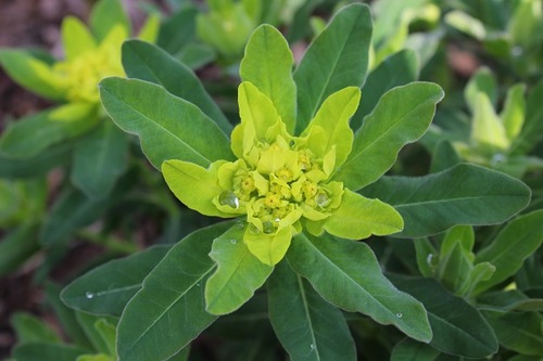 May10_euphorbia