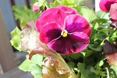 May4_pansy2