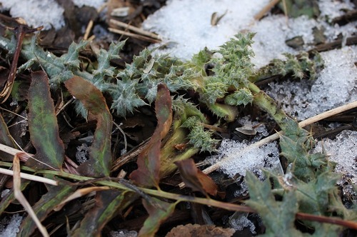 Jan16_er