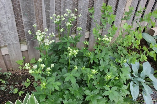 June27_astrantiaSOB1