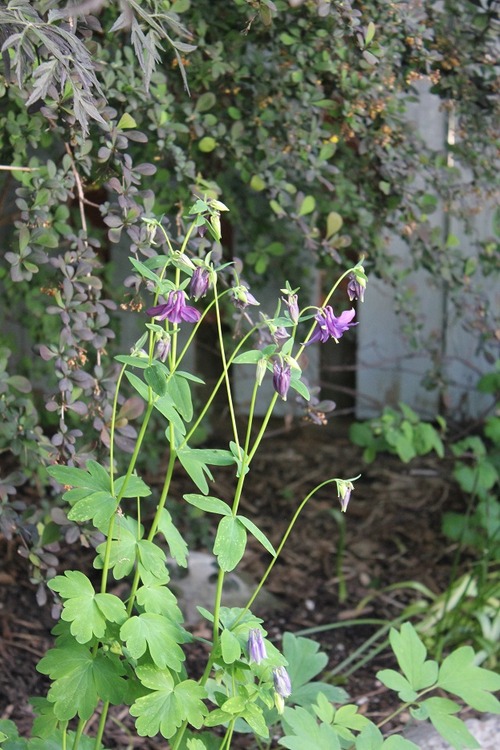 May29_aquilegia3