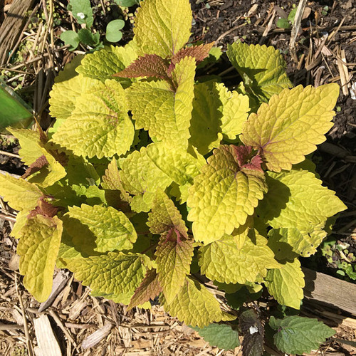 anisehyssop4