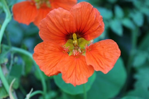 Sept26_nasturtium3