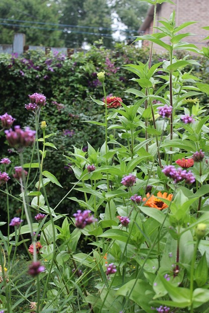 Sept17_zinnias