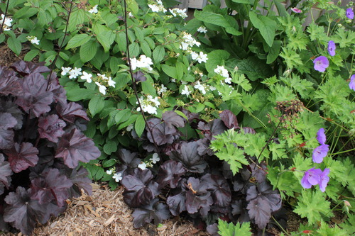 June22_heuchera