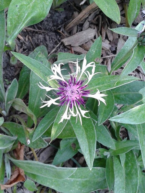 centaurea