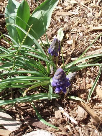 muscari