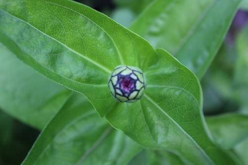 July27_zinniaPR1