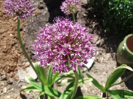 May21_allium2