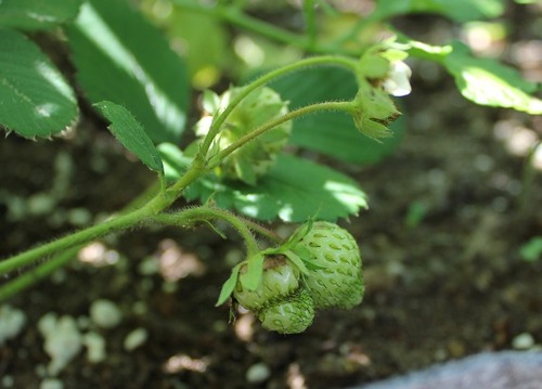 June20_strawberries