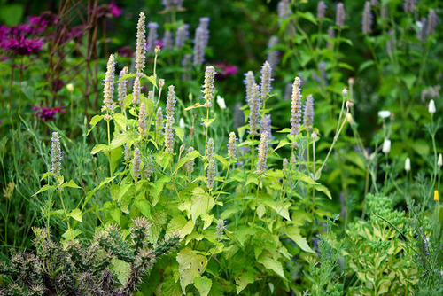 anisehyssop2
