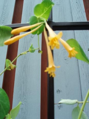 honeysuckleAug14