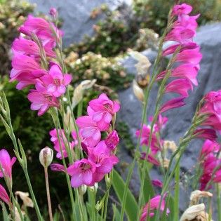 Gladiolus byzantinus