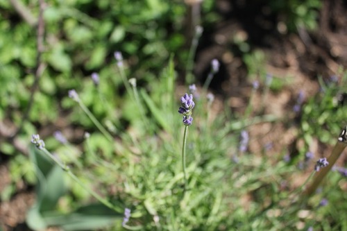 June22_lavender