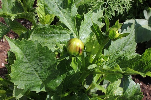 June20_dahlia