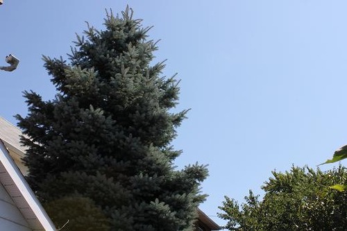 Aug24_tree