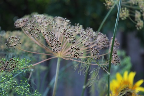 Aug16_dill