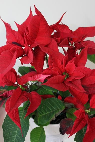 poinsettia_jan27