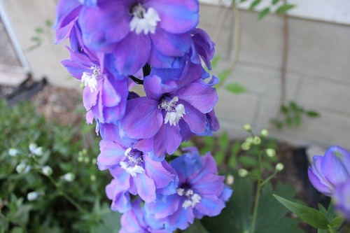 June15_delphinium2