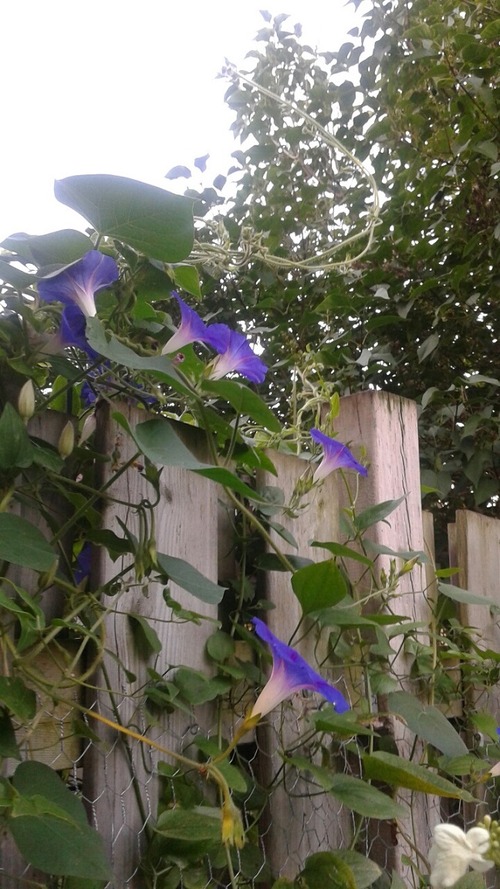 20150727_065905_resized