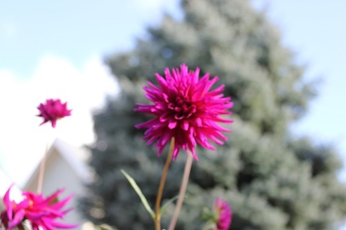 Nov1_dahlias