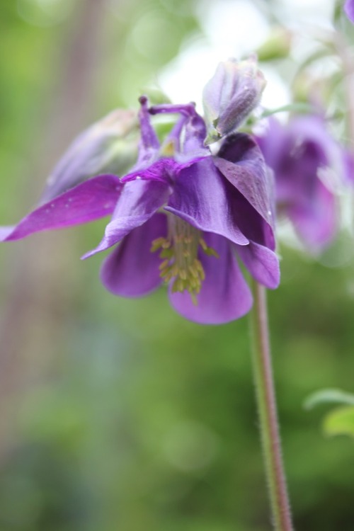 May27_aquilegia