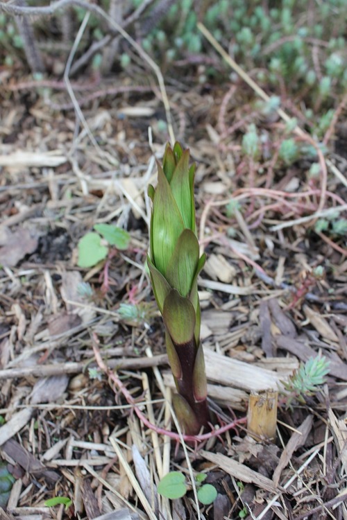 May7_lily