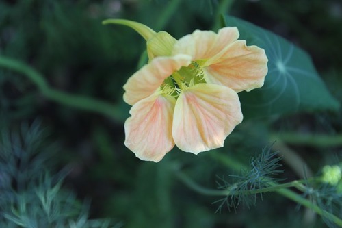 July17_ngs