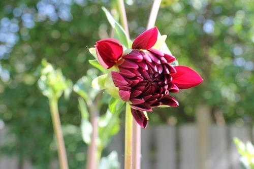 June20_dahliaAN