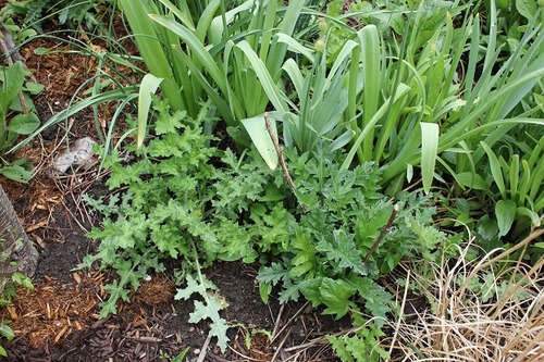 May14_echinops