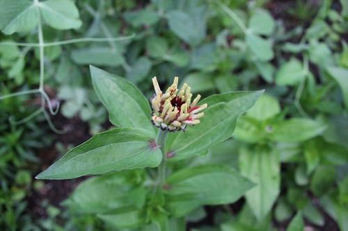 July5_zinnia2