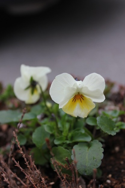 Apr25_pansies