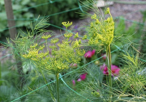 July5_dill