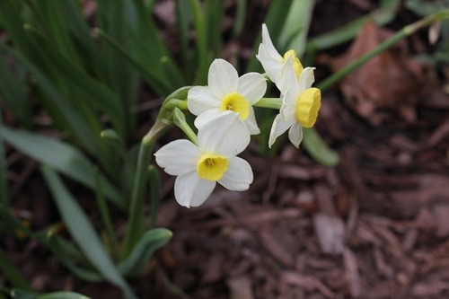 May16_daffodils1