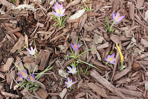 April13_crocusFY1
